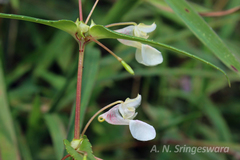 Impatiens rupicola var. nataliae
